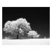 Фотопленка Rollei INFRARED 400 – пленка 400 ISO 35 мм